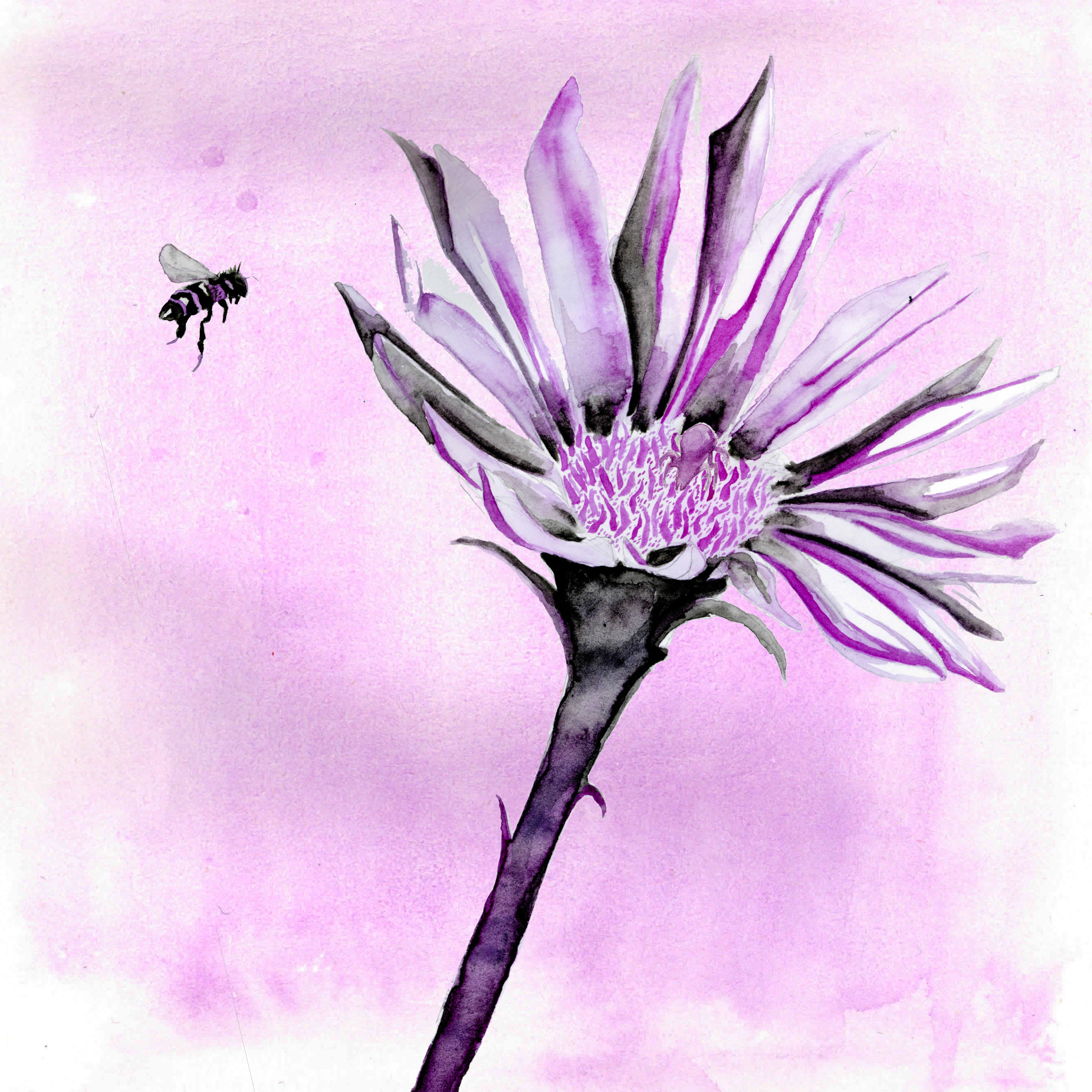 apparition abeille et araignée crabe