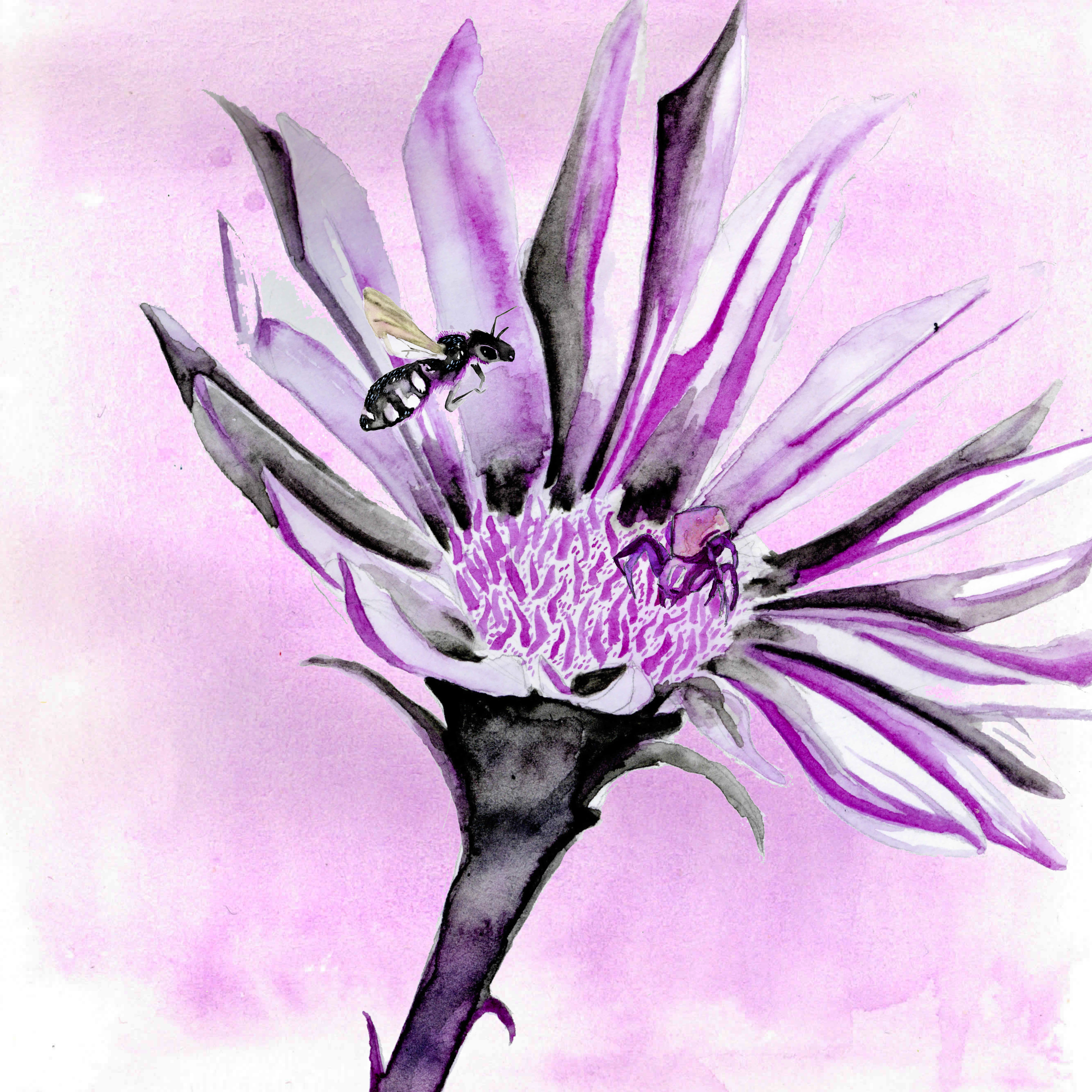 abeille se raproche