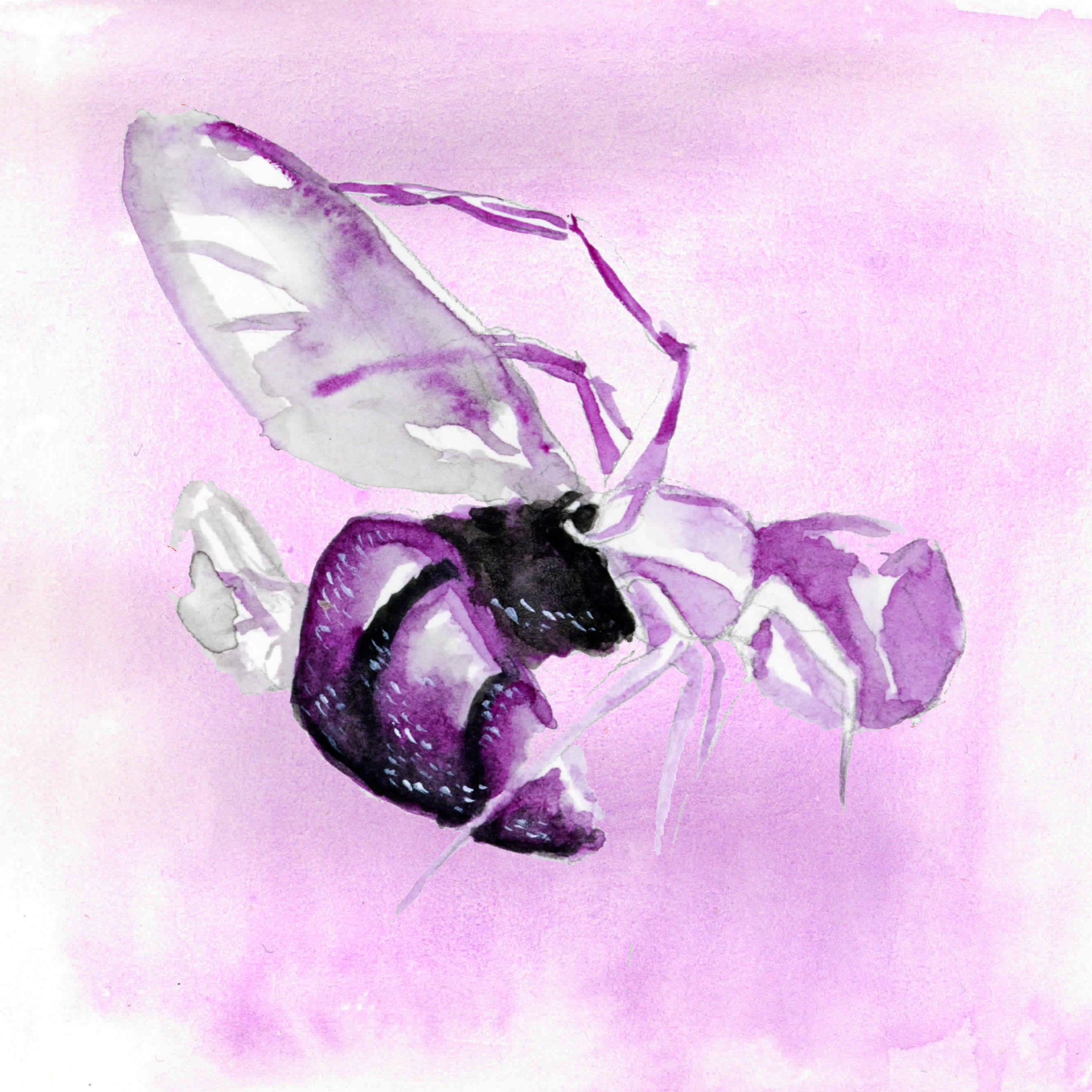 araignée crabe mange abeille