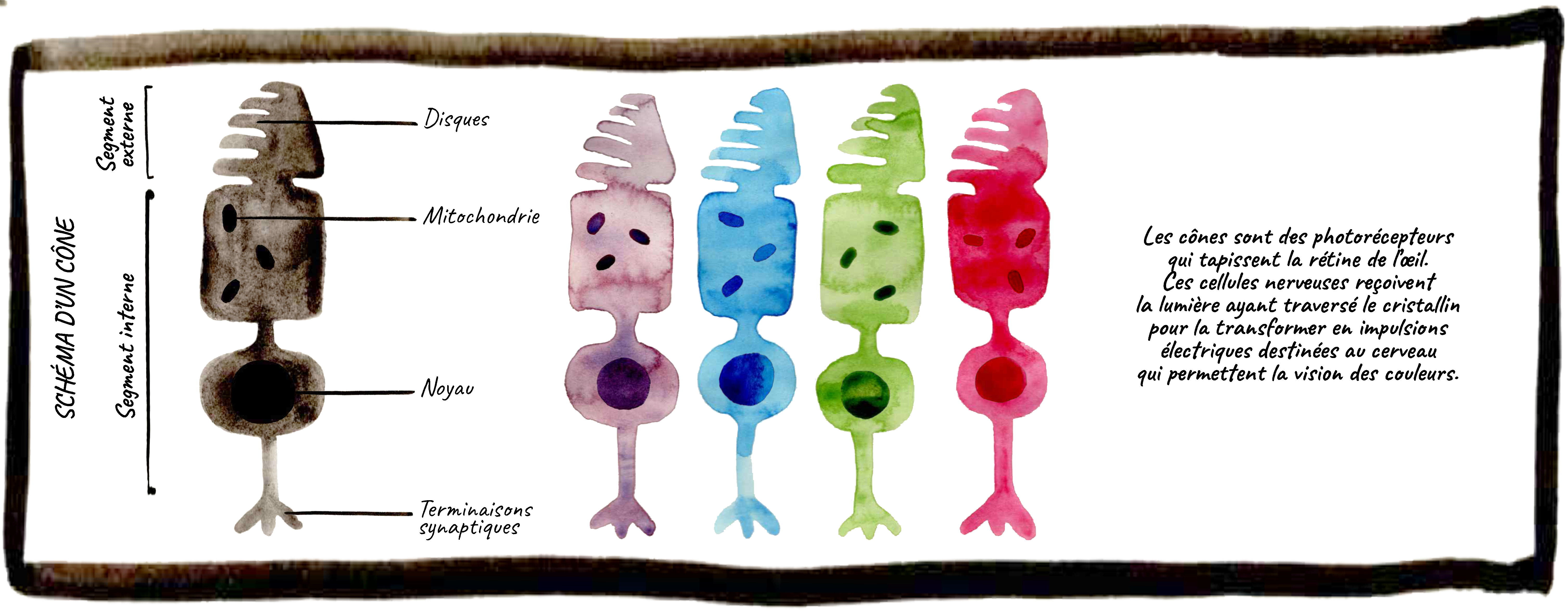 cones