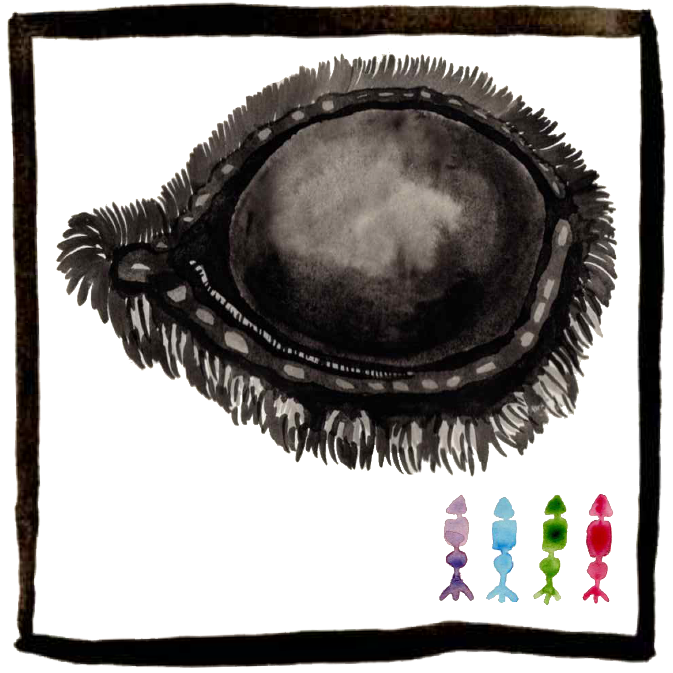 oeil