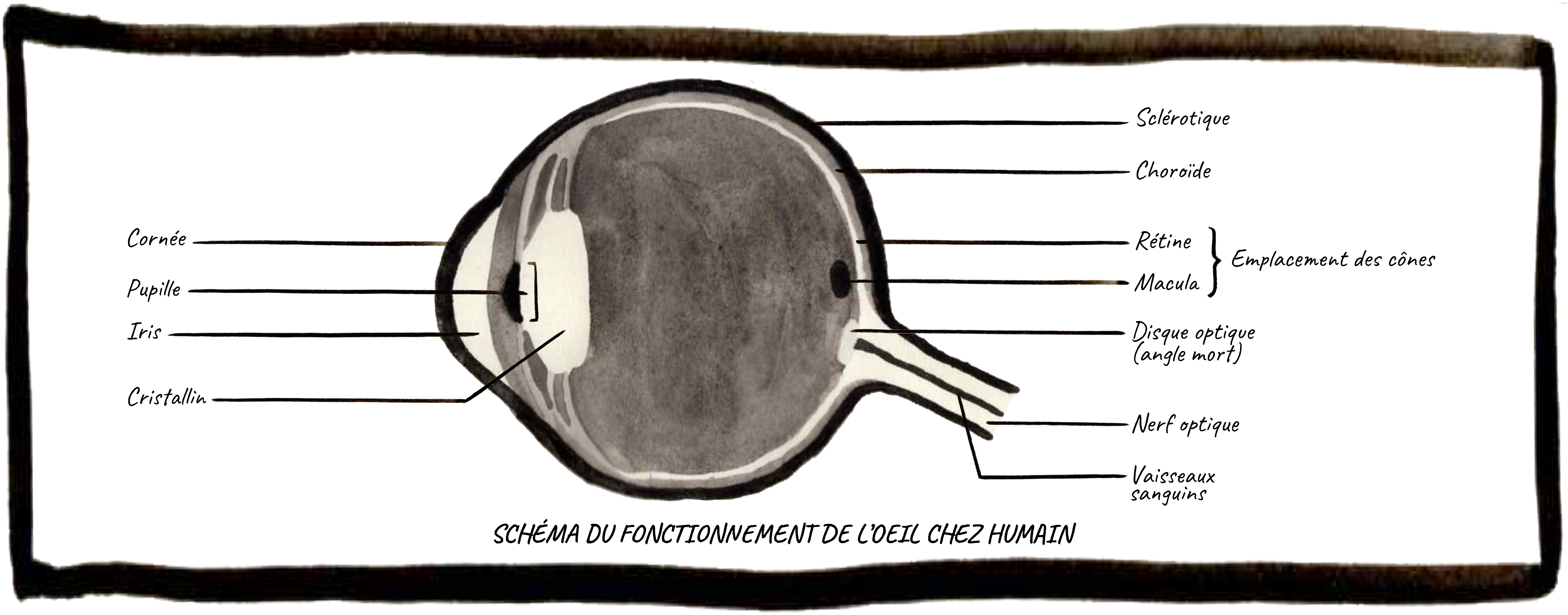 Shema oeil